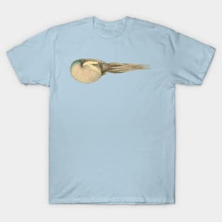 Argonaut Vintage Scientific Illustration T-Shirt